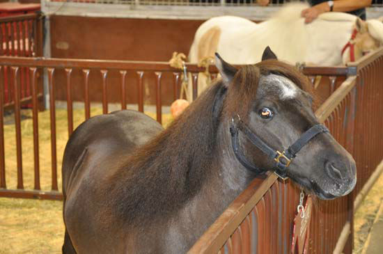 Images from the Ringling Bros. and Barnum and...